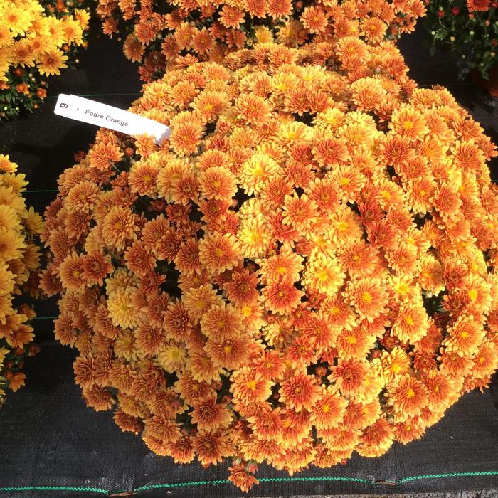 Belgian® 'Padre Orange' - Chrysanthemum x morifolium (Mum) Belgian® 'Padre Orange' - Chrysanthemum x morifolium (Mum)