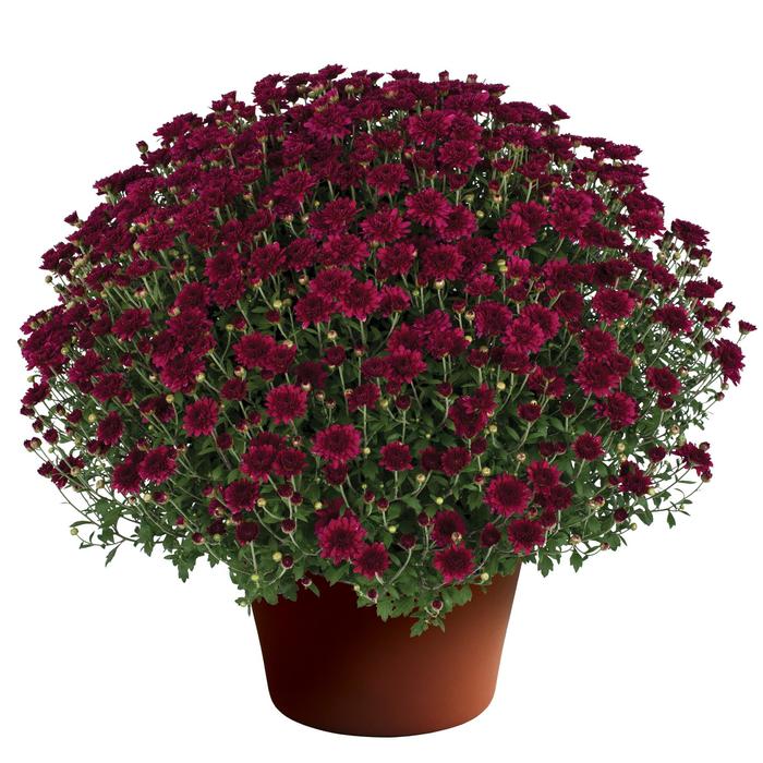 'Patty Purple' - Chrysanthemum x morifolium 'Patty Purple' - Chrysanthemum x morifolium
