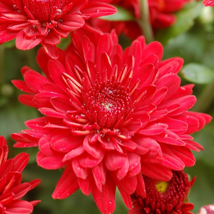 Radiant Red - Chrysanthemum x morifolium