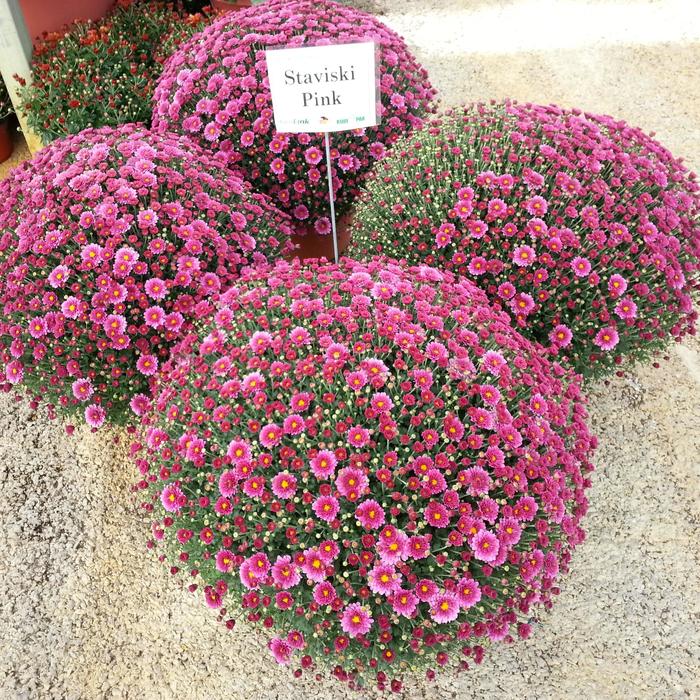 Staviski Pink - Chrysanthemum x morifolium