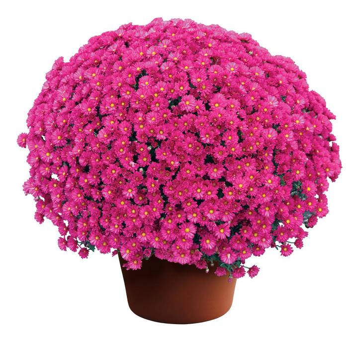 Emelda™ Purple - Chrysanthemum x morifolium Emelda™ Purple - Chrysanthemum x morifolium