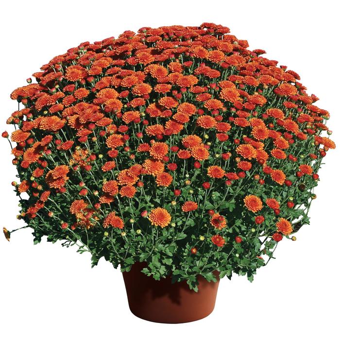 Hailey™ Orange - Chrysanthemum x morifolium