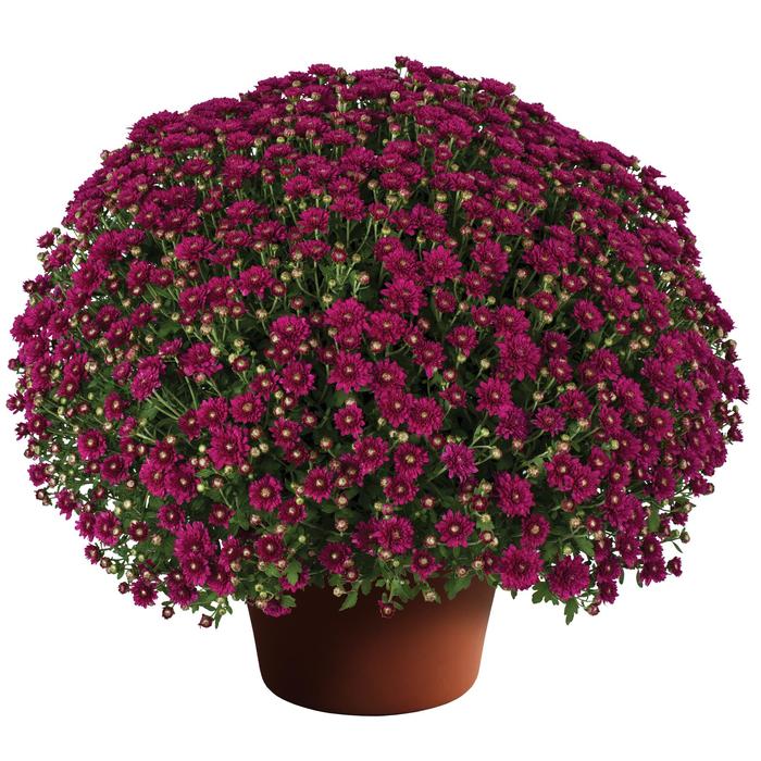 Wanda™ Purple - Chrysanthemum x morifolium Wanda™ Purple - Chrysanthemum x morifolium