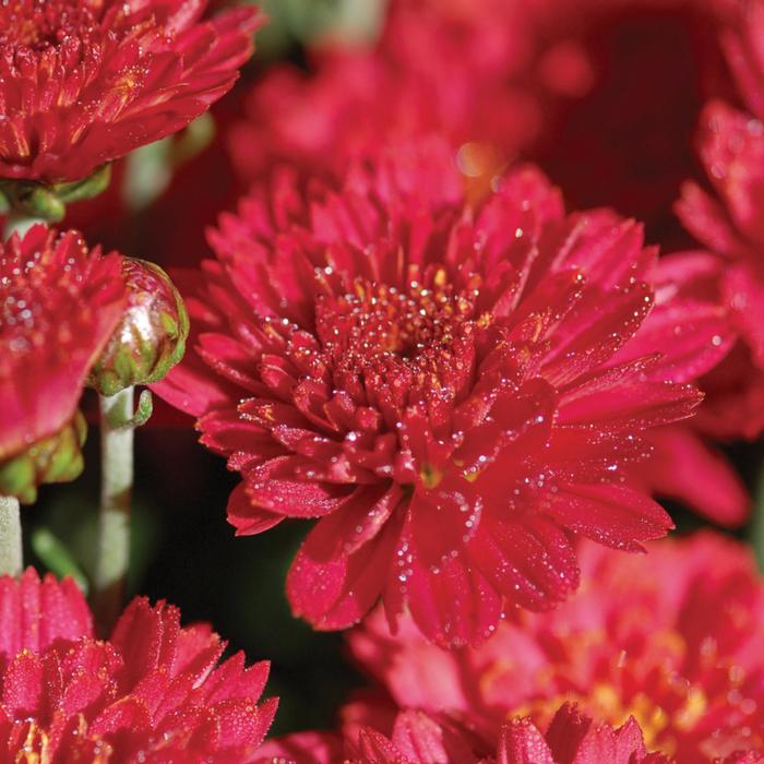 Flamingo Cranberry Red - Chrysanthemum x morifolium Flamingo Cranberry Red - Chrysanthemum x morifolium
