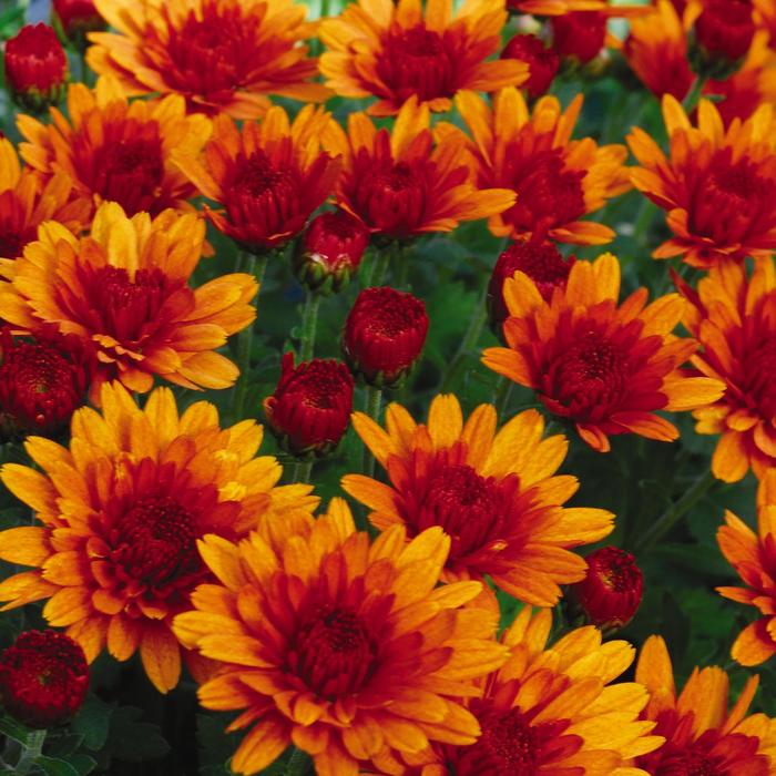 Sunset Orange \ - Chrysanthemum x morifolium