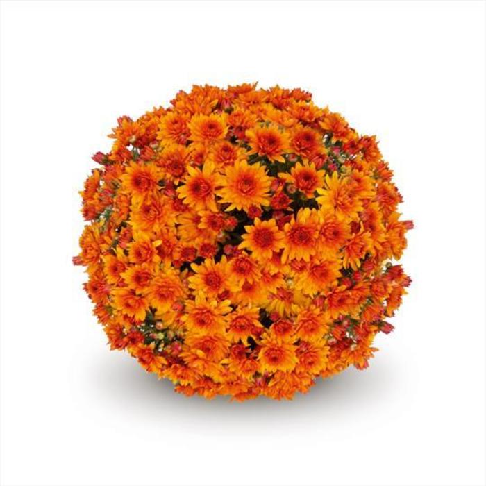 Belgian® 'Lava Red' - Chrysanthemum