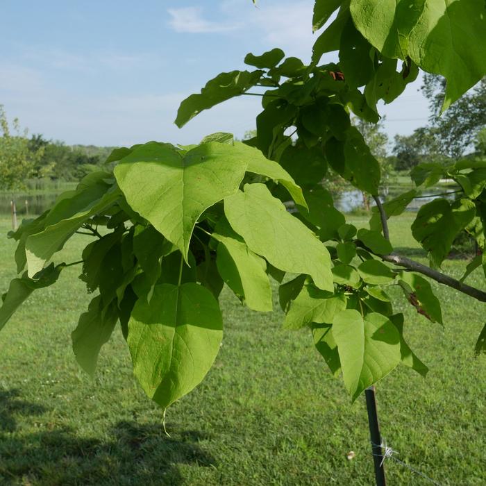 Northern Catalpa - Catalpa speciosa Northern Catalpa - Catalpa speciosa