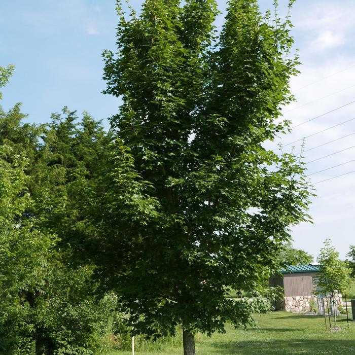 State Street®Maple - Acer miyabei 'Morton' State Street®Maple - Acer miyabei 'Morton'