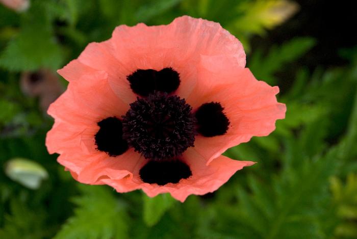 Oriental Poppy - Papaver orientale 'Queen Alexander' Oriental Poppy - Papaver orientale 'Queen Alexander'