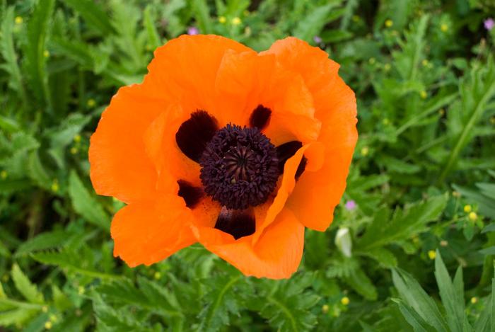 Oriental Poppy - Papaver orientale 'Prince of Orange' Oriental Poppy - Papaver orientale 'Prince of Orange'