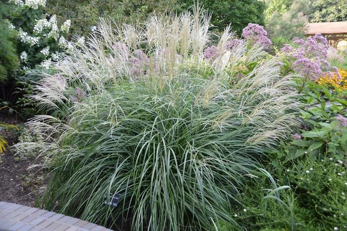 Maiden Grass - Miscanthus sinensis 'Variegatus' Maiden Grass - Miscanthus sinensis 'Variegatus'