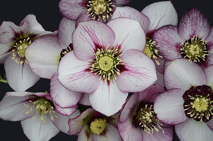 Lenten Rose - Helleborus hybrid Honeymoon™ 'French Kiss' 