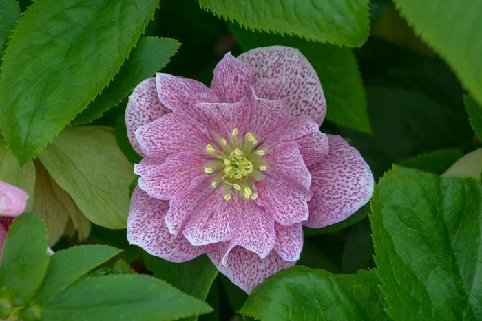 Wedding Party® 'Wedding Crasher' - Helleborus (Lenten Rose) Wedding Party® 'Wedding Crasher' - Helleborus (Lenten Rose)
