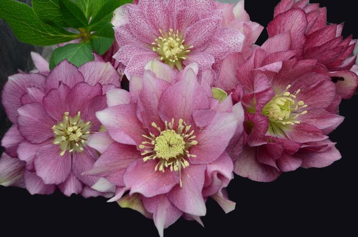 Wedding Party® 'Maid of Honor' - Helleborus x Wedding Party® 'Maid of Honor' - Helleborus x