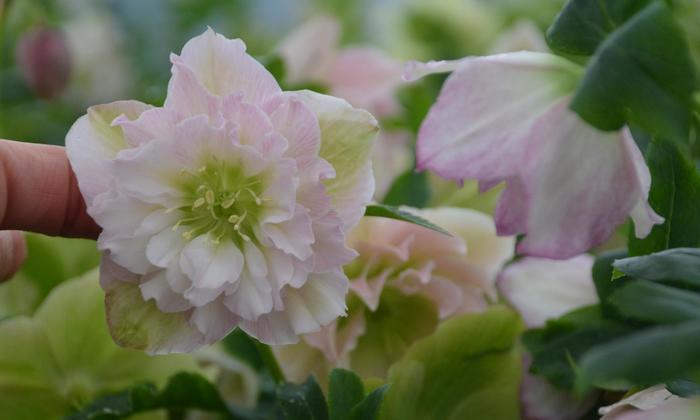 Wedding Party® 'Flower Girl' - Helleborus hybrid Wedding Party® 'Flower Girl' - Helleborus hybrid