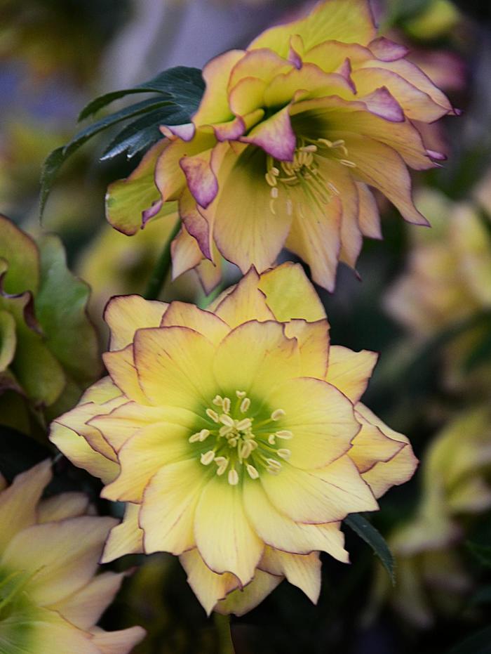 Wedding Party® 'First Dance' - Helleborus (Lenten Rose) Wedding Party® 'First Dance' - Helleborus (Lenten Rose)