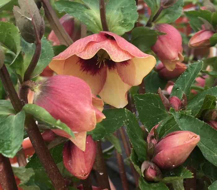 Honeymoon® 'Sandy Shores' - Helleborus hybrid