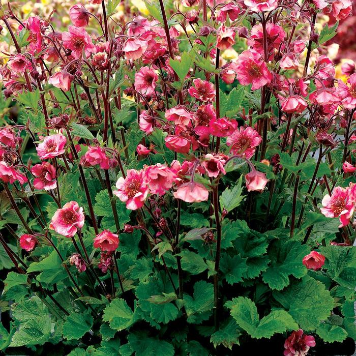 Avens - Geum hybrid 'Tempo™ Rose'