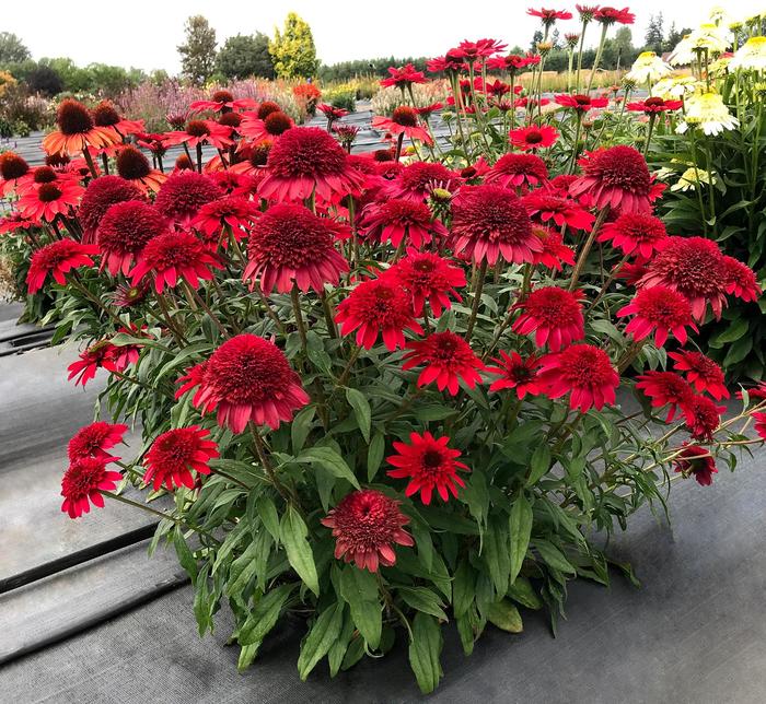 Coneflower - Echinacea hybrid 'Sunny Days™ Ruby' Coneflower - Echinacea hybrid 'Sunny Days™ Ruby'