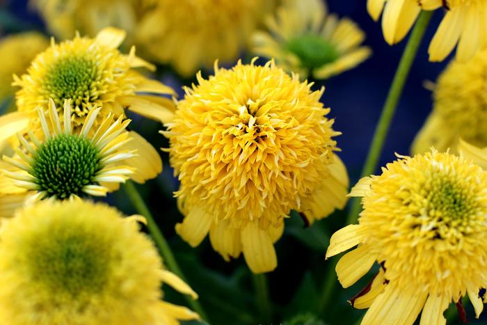 Coneflower - Echinacea hybrid 'Sunny Days™ Lemon' Coneflower - Echinacea hybrid 'Sunny Days™ Lemon'