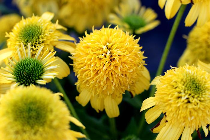 Coneflower - Echinacea hybrid 'Sunny Days™ Lemon'