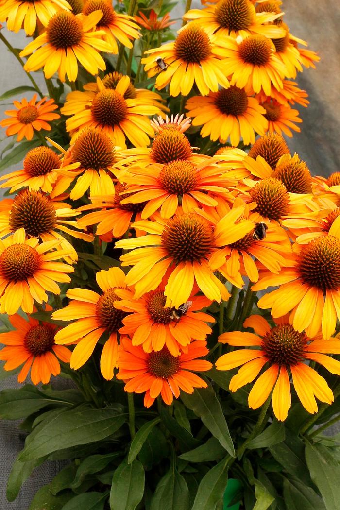 Coneflower - Echinacea hybrid 'Prima™ Saffron'