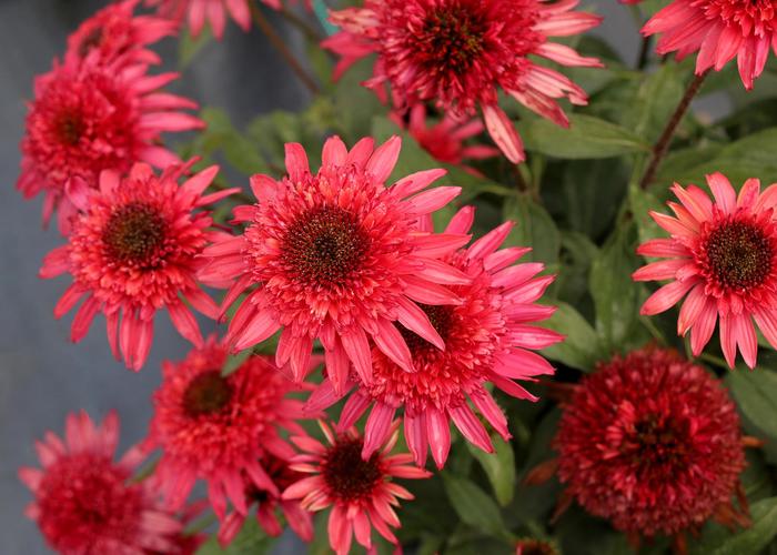 Coneflower - Echinacea hybrid 'Giddy Pink'