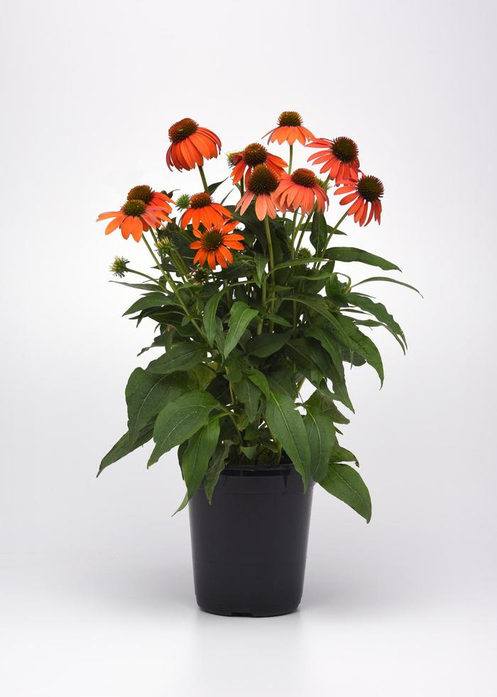 Coneflower - Echinacea x hybrida 'Artisan™ Soft Orange'