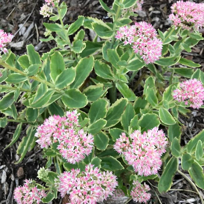 Stonecrop - Sedum telephium 'Frosted Fire'