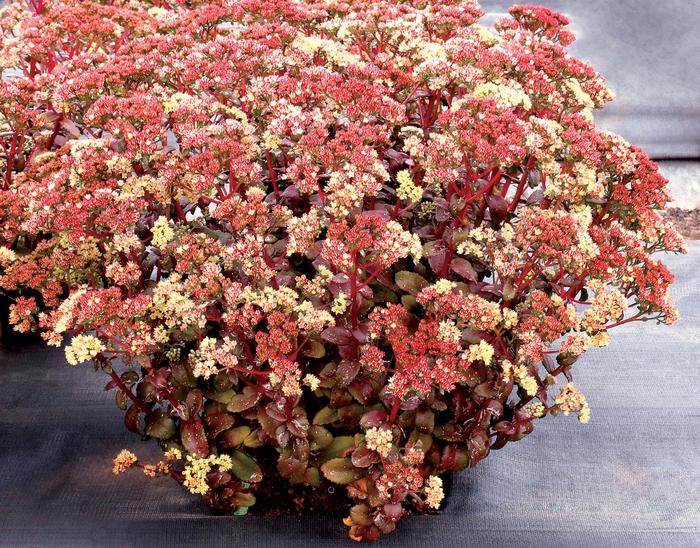 Stonecrop - Sedum telephium 'Peach Pearls'