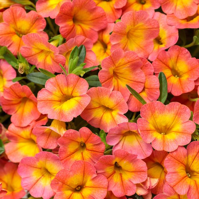 Superbells® 'Coral Sun' - Calibrachoa hybrid