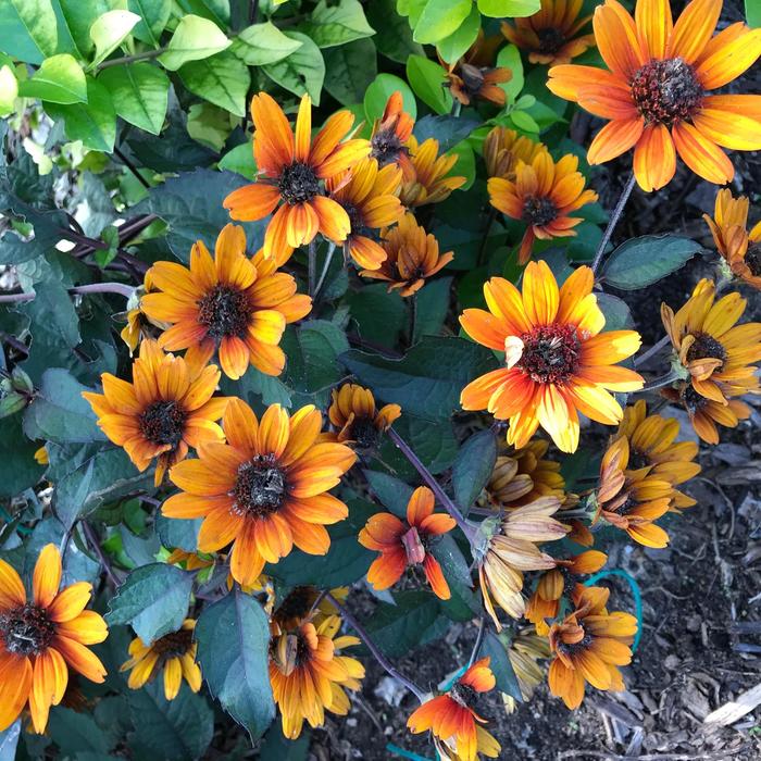 'Bleeding Hearts' - Heliopsis helianthoides var. scabra 'Bleeding Hearts' - Heliopsis helianthoides var. scabra