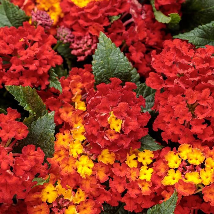 Luscious® Royale Red Zone™ - Lantana camara