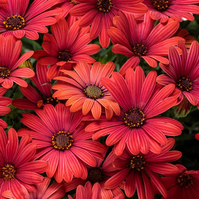 Bright Lights™ Red - Osteospermum hybrid Bright Lights™ Red - Osteospermum hybrid