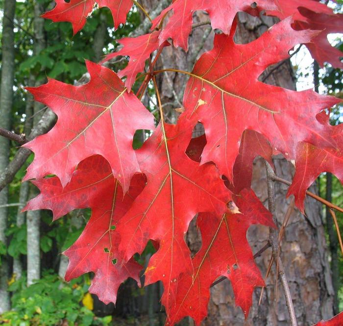 Northern Red Oak - Quercus rubra Northern Red Oak - Quercus rubra