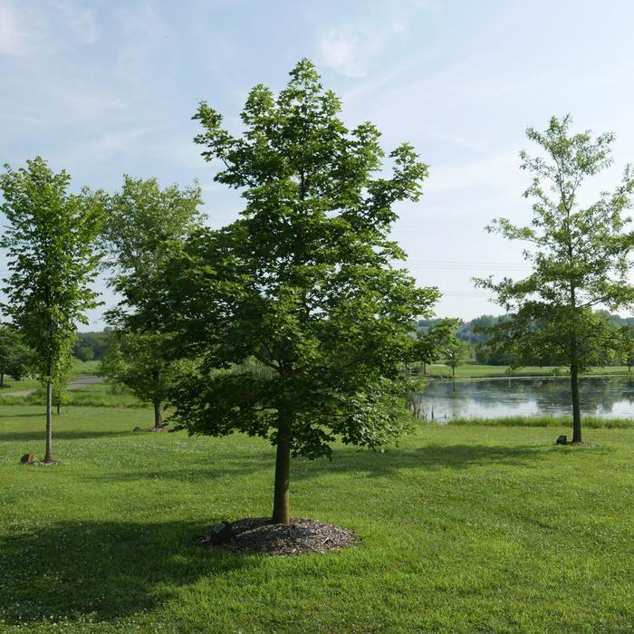 Pacific Sunset® Maple - Acer truncatum x platanoides 'Warrenred' Pacific Sunset® Maple - Acer truncatum x platanoides 'Warrenred'
