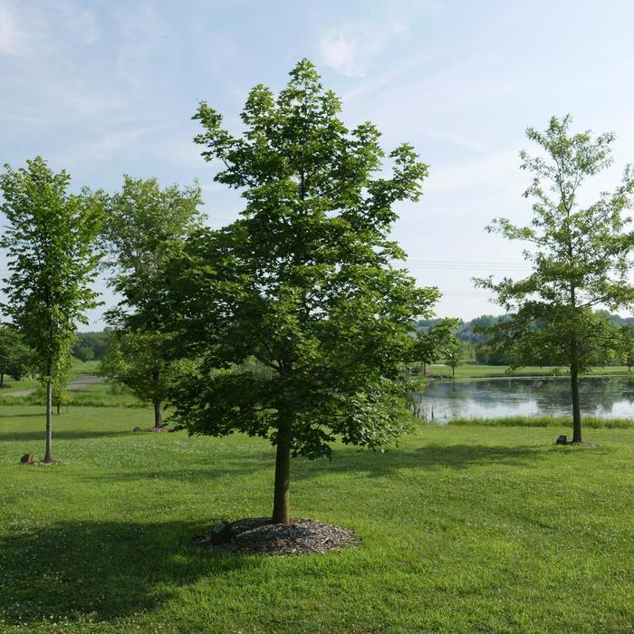 Pacific Sunset® Maple - Acer truncatum x platanoides 'Warrenred'