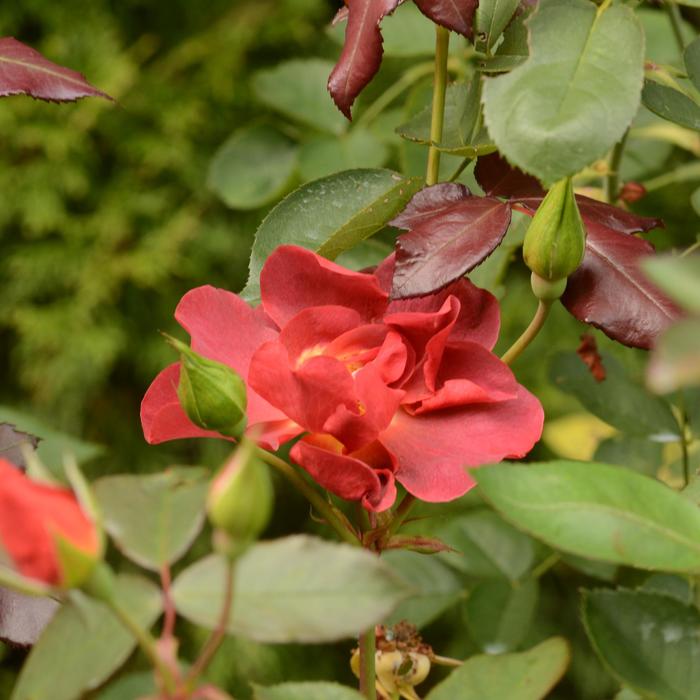 Cinco de Mayo Rose - Rosa 'Cinco de Mayo' Cinco de Mayo Rose - Rosa 'Cinco de Mayo'