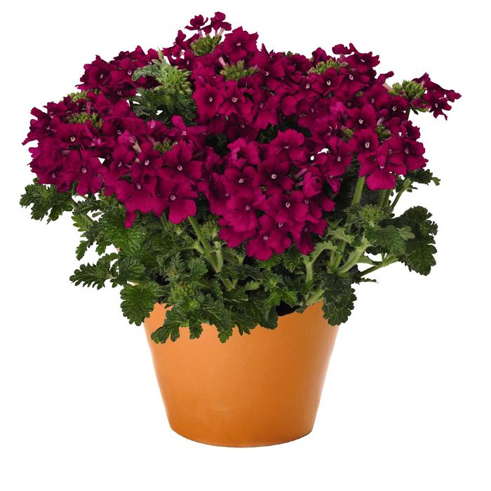 Verbena - Verbena 'Empress Flair Cherry Charme'