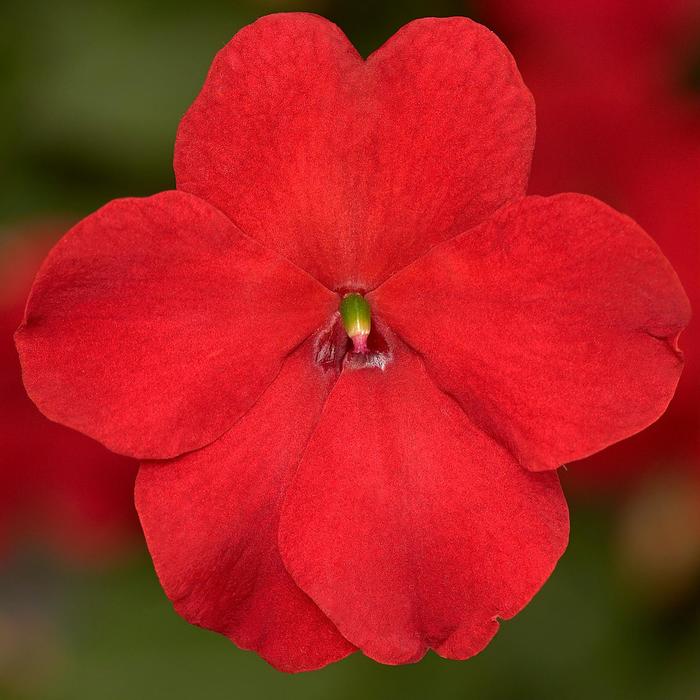 Impatiens - Impatiens walleriana 'Imara&8482; XDR Red' Impatiens - Impatiens walleriana 'Imara&8482; XDR Red'