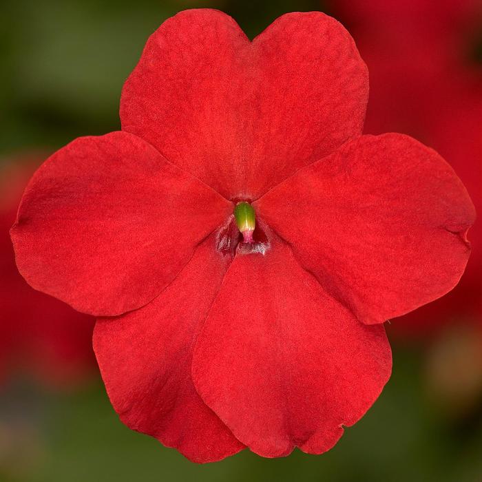 Impatiens - Impatiens walleriana 'Imara&8482; XDR Red'