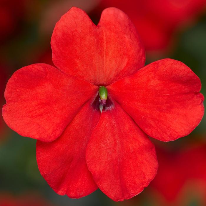 Impatiens - Impatiens walleriana 'Imara&8482; XDR Orange' 