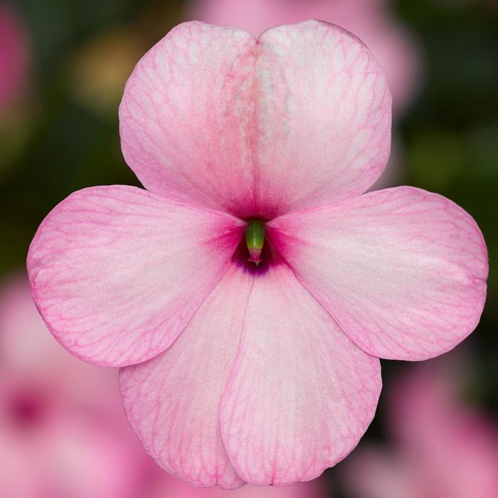 Impatiens - Impatiens walleriana 'Imara&8482; XDR Pink'