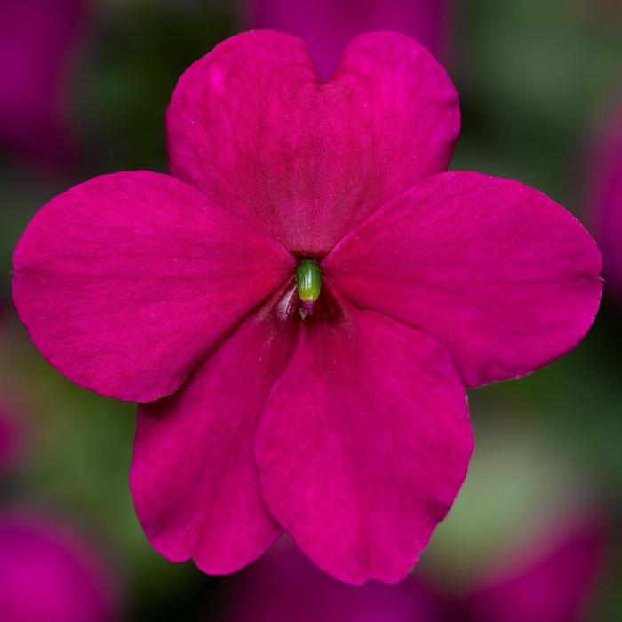 Impatiens - Impatiens walleriana 'Imara&8482; XDR Purple' Impatiens - Impatiens walleriana 'Imara&8482; XDR Purple'