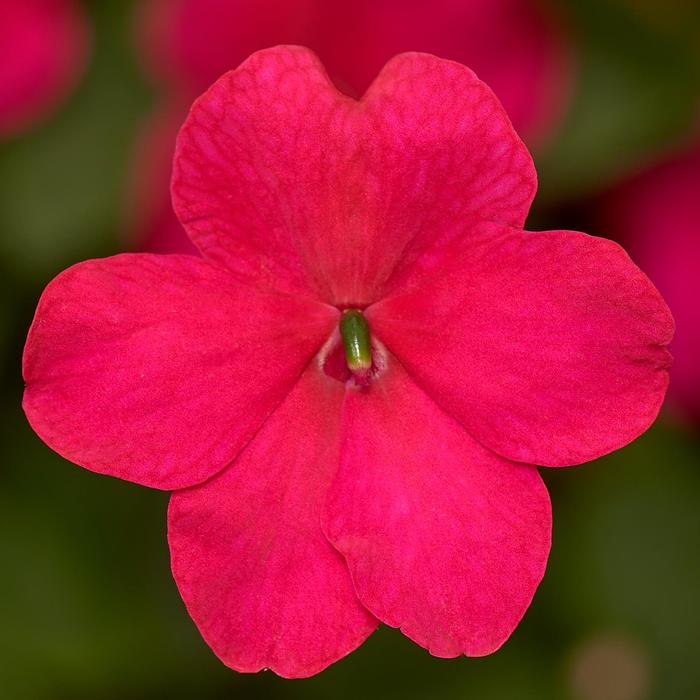 Impatiens - Impatiens walleriana 'Imara&8482; XDR Rose' 