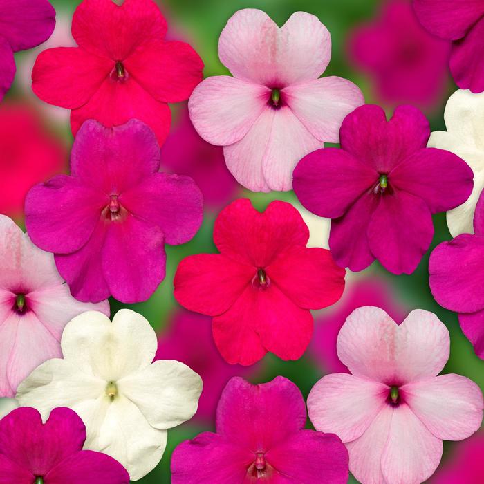Impatiens - Impatiens walleriana Imara™ 'XDR Rosy Mix' Impatiens - Impatiens walleriana Imara™ 'XDR Rosy Mix'