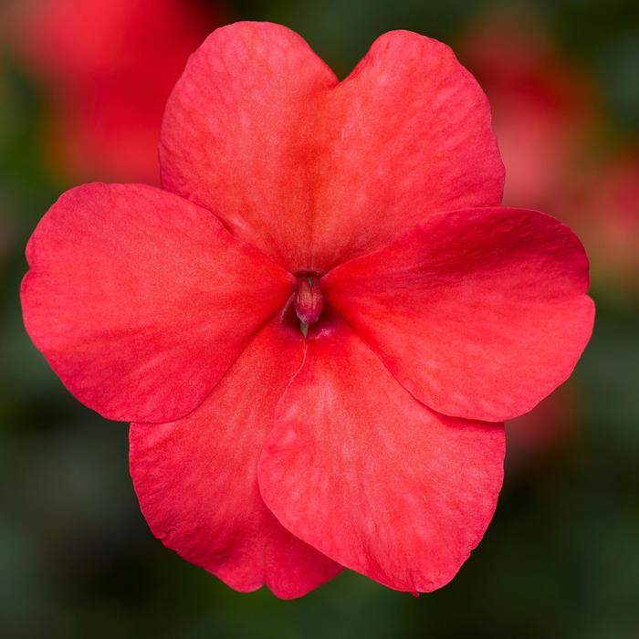 Impatiens - Impatiens walleriana 'Imara&8482; XDR Salmon Shades' Impatiens - Impatiens walleriana 'Imara&8482; XDR Salmon Shades'
