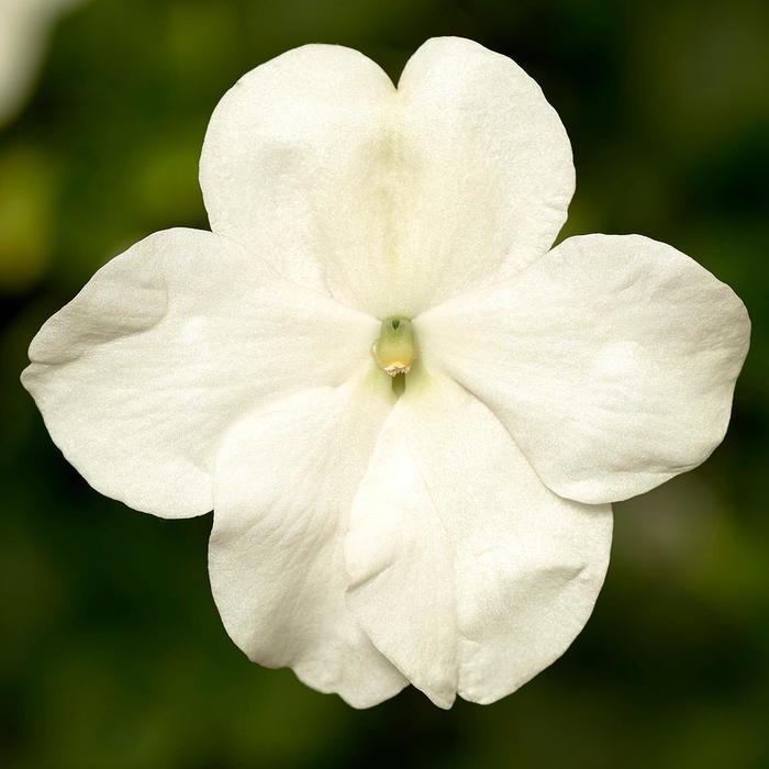 Impatiens - Impatiens walleriana 'Imara&8482; XDR White' Impatiens - Impatiens walleriana 'Imara&8482; XDR White'