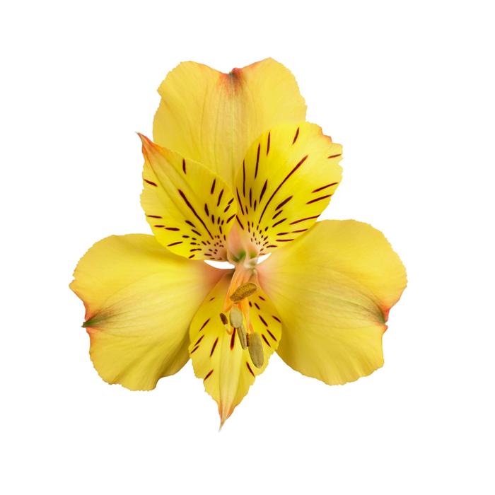Colorita® 'Ariane' - Alstroemeria (Peruvian Lily) Colorita® 'Ariane' - Alstroemeria (Peruvian Lily)