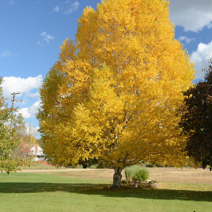 Paper Birch - Betula papyrifera Paper Birch - Betula papyrifera